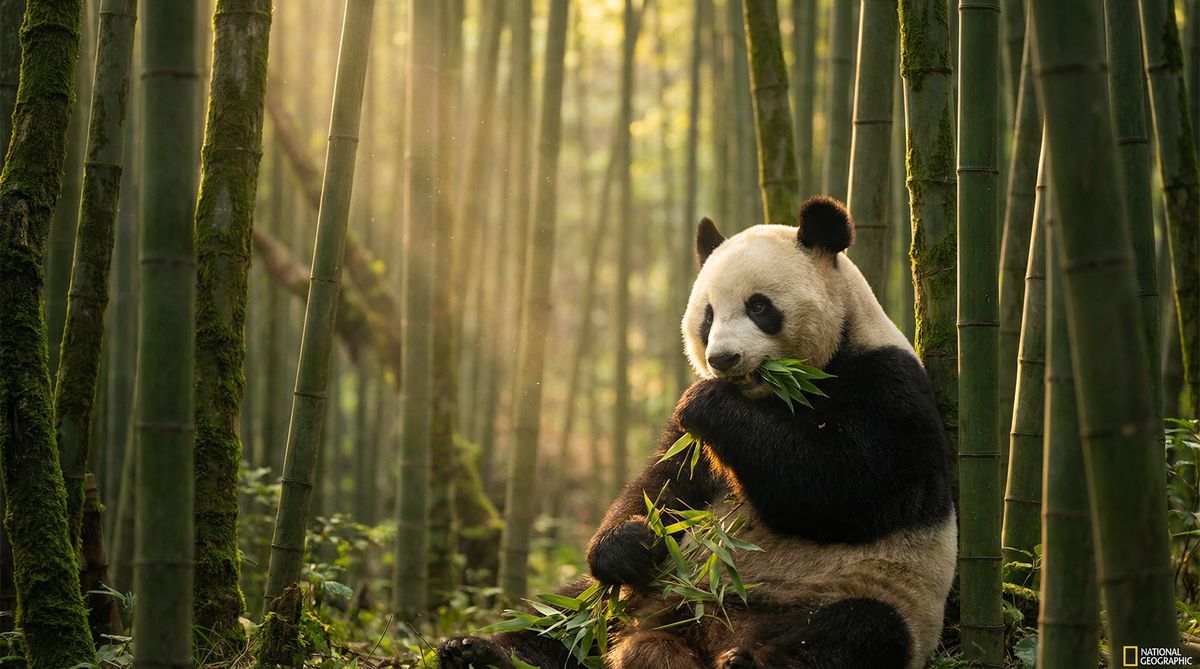 草榴社区动物写真视频社区